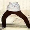 pantscat